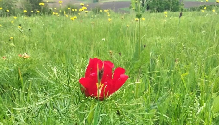 Zau De Campie Mures -  Site Web - Zau De Câmpie