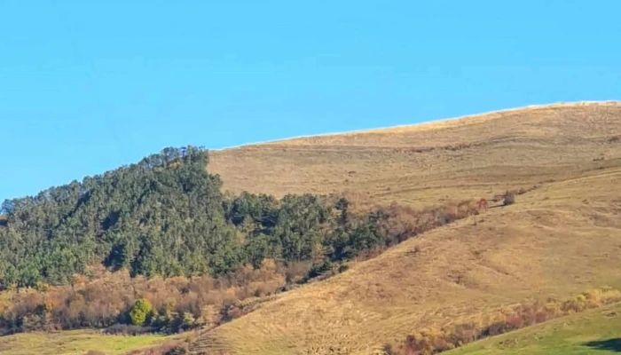 Zau -  Telefon - Romania