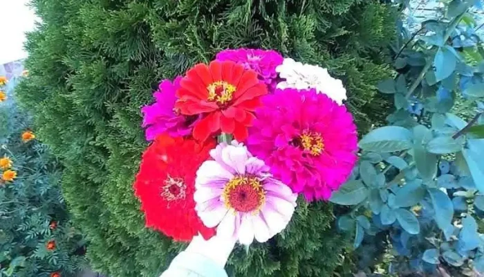 Zlătărei - Zlătărei